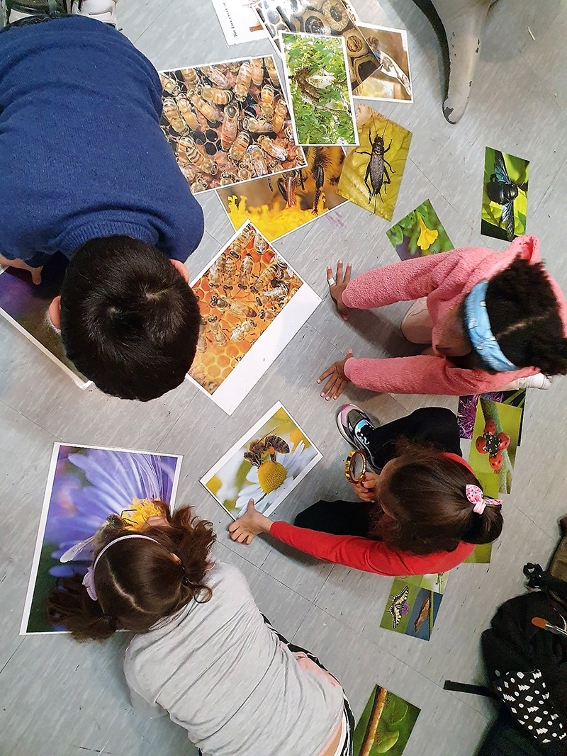 Bambini che guardano delle foto stampate di api e altri insetti